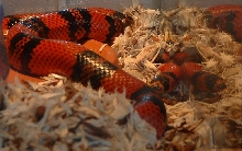 Honduran Milksnake