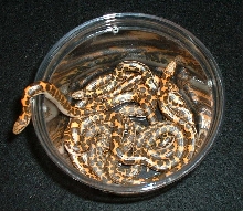 Bucket o' snakes