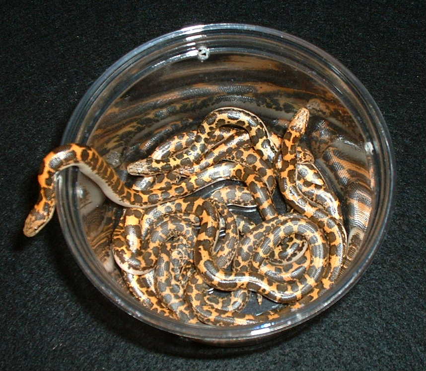 Bucket o' snakes