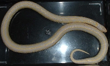 Albino female cal. king