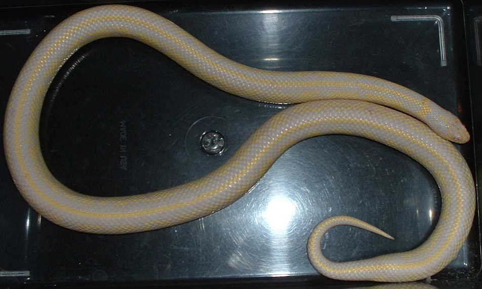 Albino female cal. king