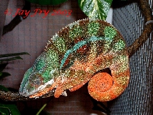 Sleeping sambava