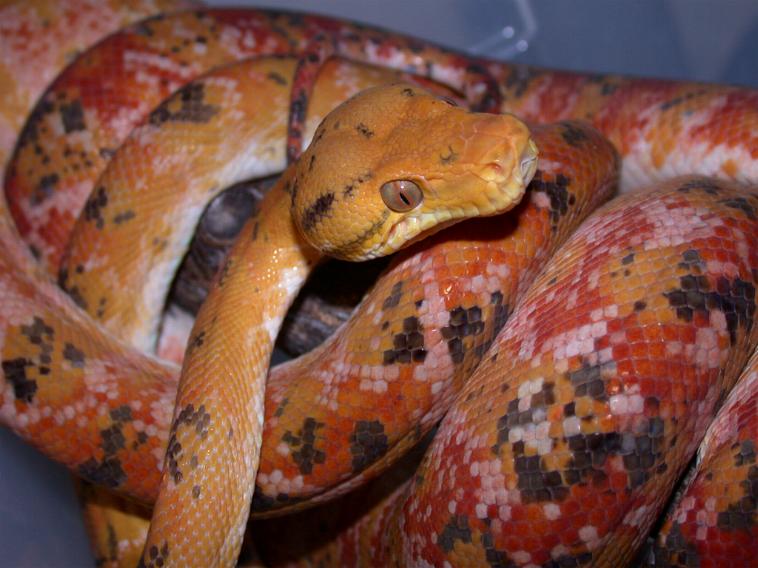 female amazon