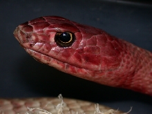 Western coachwhip
