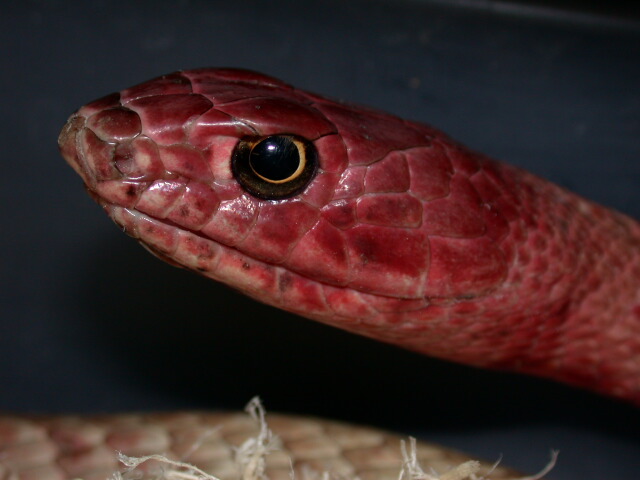 Western coachwhip