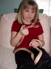 tame coachwhip