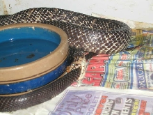 Tail eater