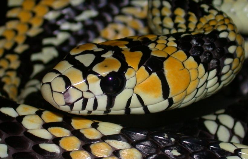 mexican tiger