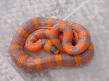 Male Hypo Honduran Milksnake
