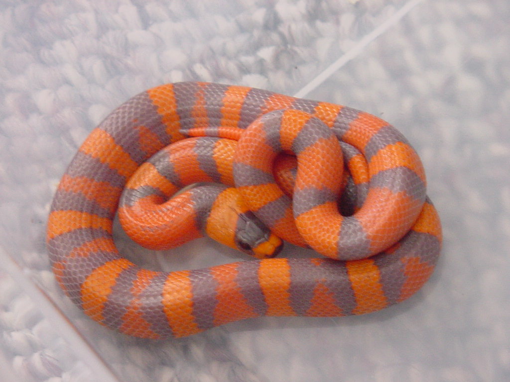 Male Hypo Honduran Milksnake