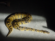 Female Reduced Pattern Ball Python