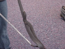 Black Neck Spitting Cobra