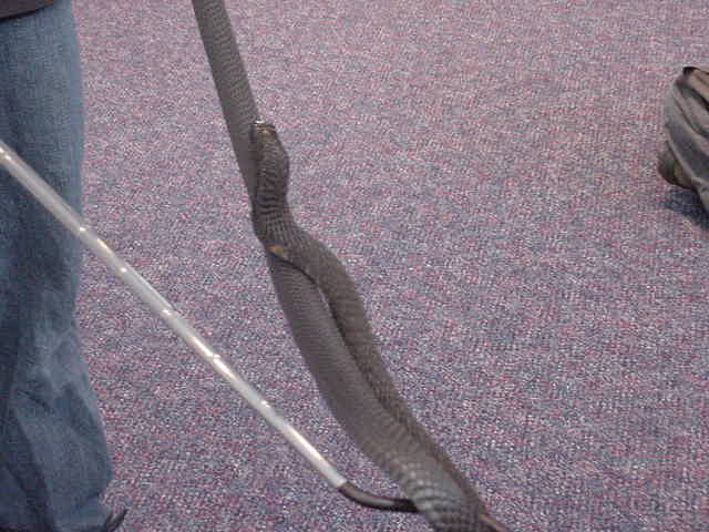 Black Neck Spitting Cobra