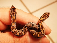 eastern hognoses
