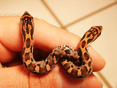 eastern hognoses