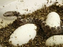 Everglades Ratsnake hatchling
