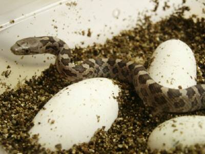 Everglades Ratsnake hatchling