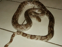FL Pine