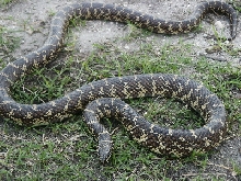 FL King