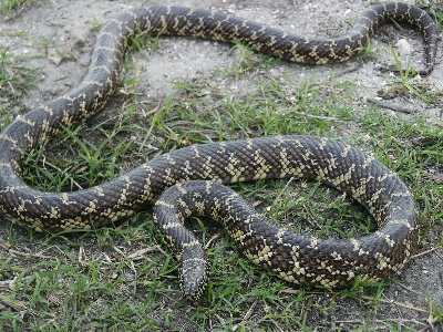 FL King