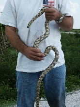 FL kingsnake