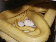 albino quadrivittata laying eggs