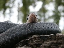black racer