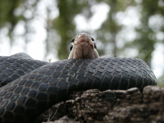 black racer