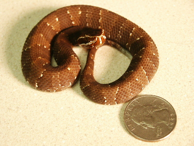 mexican cantil
