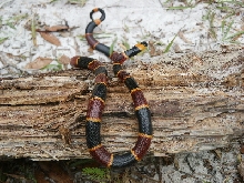 coralsnake