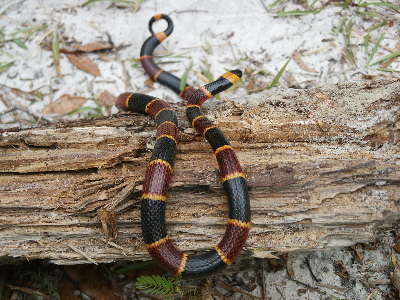 coralsnake
