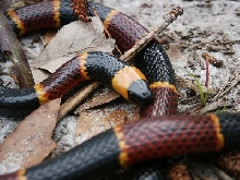 coralsnake