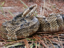 cottonmouth