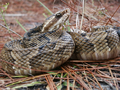cottonmouth