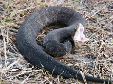 cottonmouth