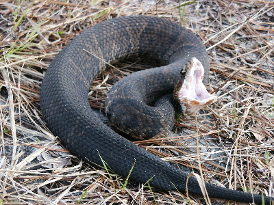 cottonmouth