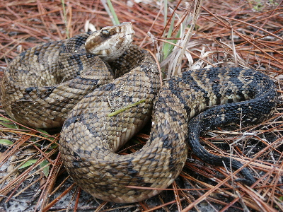 cottonmouth