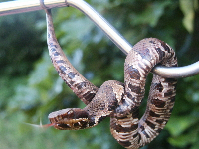 cottonmouth