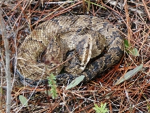 cottonmouth