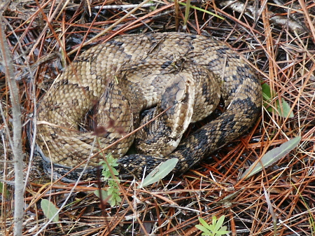 cottonmouth