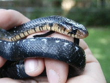 erebennus