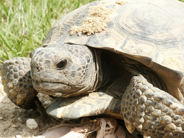 gopher tortoise