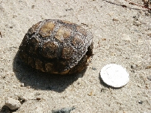 gopher tortoise baby