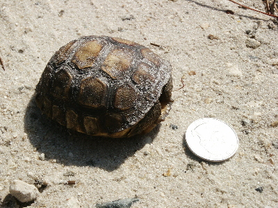 gopher tortoise baby