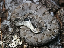eastern hognose