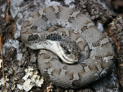 eastern hognose