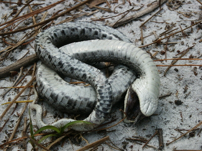 eastern hog playing dead