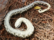 eastern hognose