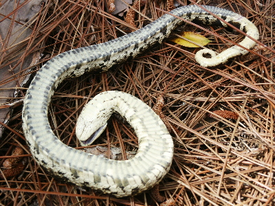 eastern hognose