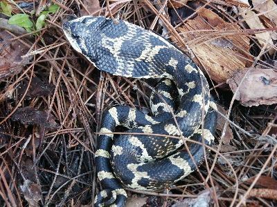 eastern hognose